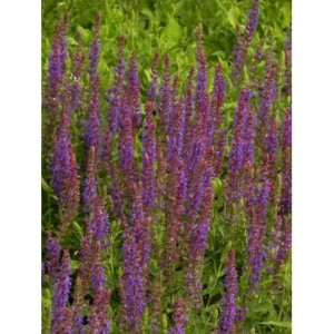 szałwia omszona (Salvia nemorosa) Ostfriesland- Świat bylin - sklep internetowy