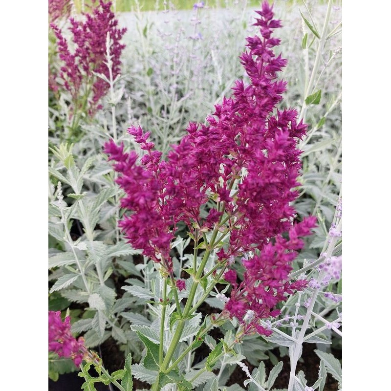 szałwia omszona (Salvia nemorosa) Schwellenburg- Świat bylin - sklep internetowy