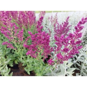 szałwia omszona (Salvia nemorosa) Schwellenburg- Świat bylin - sklep internetowy