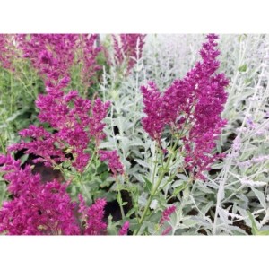 szałwia omszona (Salvia nemorosa) Schwellenburg- Świat bylin - sklep internetowy