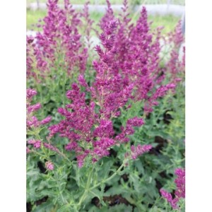 szałwia omszona (Salvia nemorosa) Schwellenburg- Świat bylin - sklep internetowy