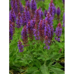 szałwia omszona (Salvia nemorosa) Sensation® Medium Violet- Świat bylin - sklep internetowy