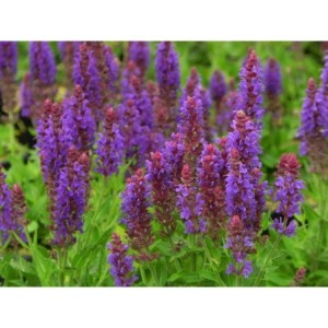 szałwia omszona (Salvia nemorosa) Sensation® Medium Violet- Świat bylin - sklep internetowy