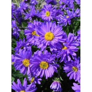 aster alpejski (Aster alpinus) Violet- Świat bylin - sklep internetowy