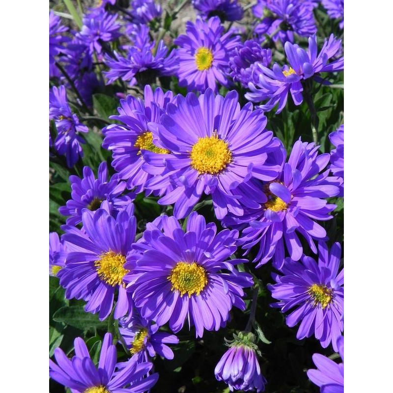 aster alpejski (Aster alpinus) Violet- Świat bylin - sklep internetowy