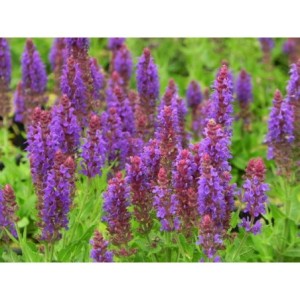 szałwia omszona (Salvia nemorosa) Sensation® Medium Violet- Świat bylin - sklep internetowy