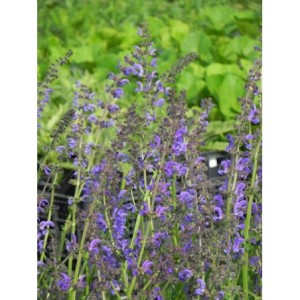 szałwia łąkowa (Salvia pratensis) - Świat bylin - sklep internetowy