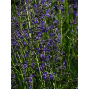 szałwia łąkowa (Salvia pratensis) - Świat bylin - sklep internetowy