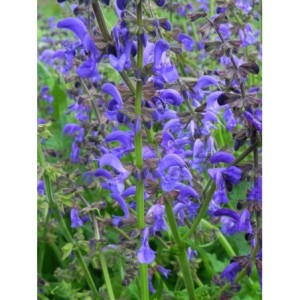 szałwia łąkowa (Salvia pratensis) - Świat bylin - sklep internetowy