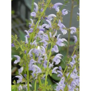 szałwia łąkowa (Salvia pratensis) Sky Dance- Świat bylin - sklep internetowy