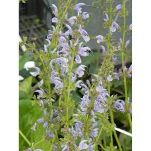 szałwia łąkowa (Salvia pratensis) Sky Dance- Świat bylin - sklep internetowy