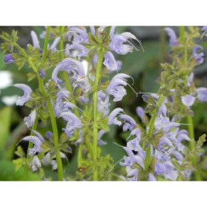 szałwia łąkowa (Salvia pratensis) Sky Dance- Świat bylin - sklep internetowy