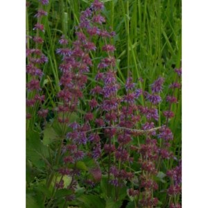 szałwia okręgowa (Salvia verticillata) Purple Rain- Świat bylin - sklep internetowy