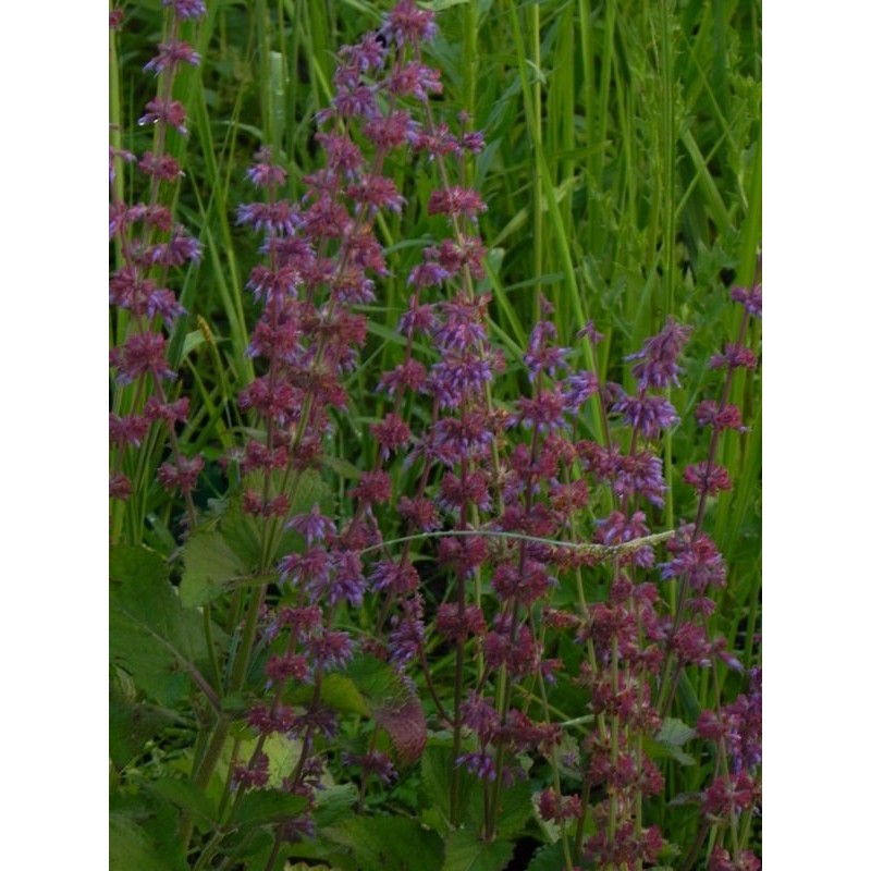 szałwia okręgowa (Salvia verticillata) Purple Rain- Świat bylin - sklep internetowy