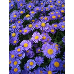 aster alpejski (Aster alpinus) Violet- Świat bylin - sklep internetowy