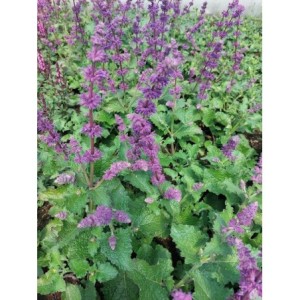 szałwia okręgowa (Salvia verticillata) Purple Rain- Świat bylin - sklep internetowy
