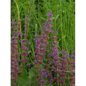 szałwia okręgowa (Salvia verticillata) Purple Rain- Świat bylin - sklep internetowy