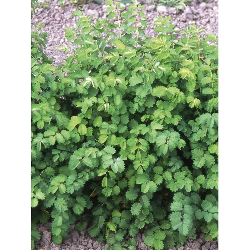 krwiściąg mniejszy (Sanguisorba minor) - Świat bylin - sklep internetowy