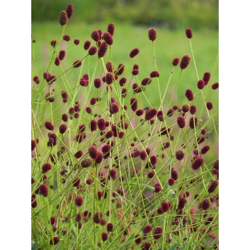 krwiściąg lekarski (Sanguisorba officinalis) - Świat bylin - sklep internetowy