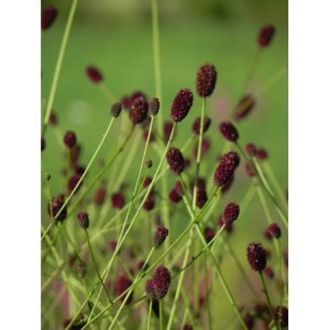 krwiściąg lekarski (Sanguisorba officinalis) - Świat bylin - sklep internetowy