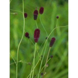 krwiściąg lekarski (Sanguisorba officinalis) - Świat bylin - sklep internetowy