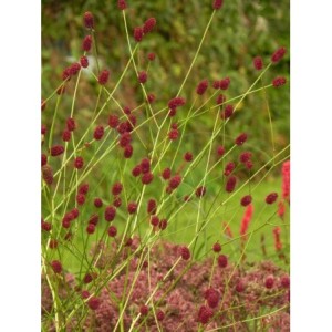 krwiściąg lekarski (Sanguisorba officinalis) - Świat bylin - sklep internetowy