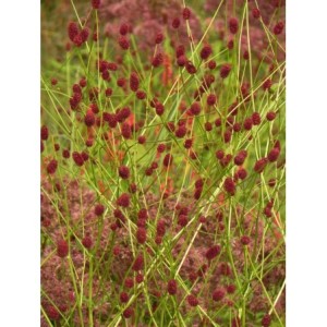 krwiściąg lekarski (Sanguisorba officinalis) - Świat bylin - sklep internetowy