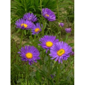 aster alpejski (Aster alpinus) Violet- Świat bylin - sklep internetowy