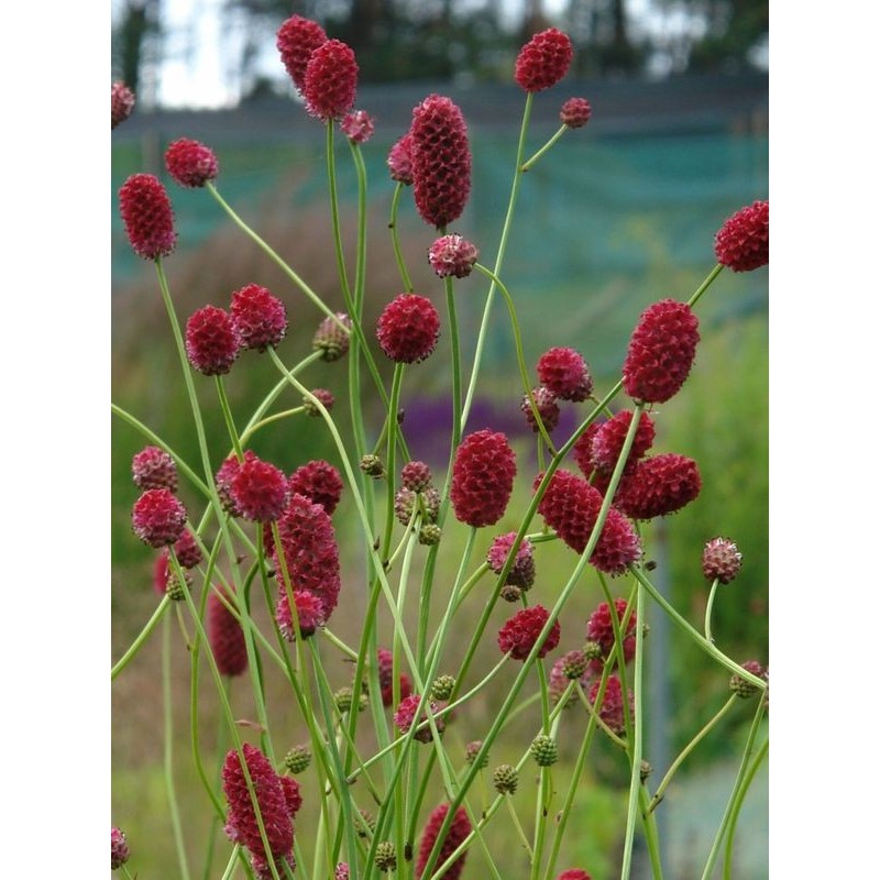 krwiściąg lekarski (Sanguisorba officinalis) Arnhem- Świat bylin - sklep internetowy