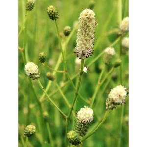 krwiściąg lekarski (Sanguisorba officinalis) Jam Session- Świat bylin - sklep internetowy