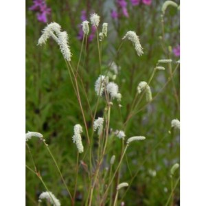 krwiściąg delikatny (Sanguisorba tenuifolia) Alba- Świat bylin - sklep internetowy