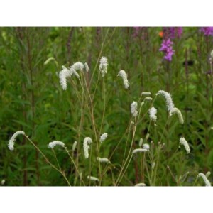 krwiściąg delikatny (Sanguisorba tenuifolia) Alba- Świat bylin - sklep internetowy