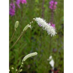 krwiściąg delikatny (Sanguisorba tenuifolia) Alba- Świat bylin - sklep internetowy