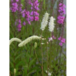 krwiściąg delikatny (Sanguisorba tenuifolia) Alba- Świat bylin - sklep internetowy
