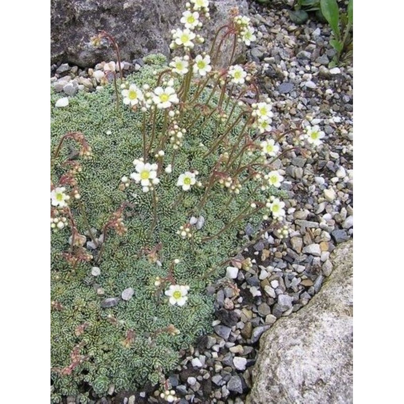 skalnica gronkowa (Saxifraga multiflora) Minutifolia- Świat bylin - sklep internetowy