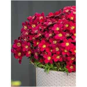 skalnica Arendsa (Saxifraga x arendsii) Ice Colour Red- Świat bylin - sklep internetowy