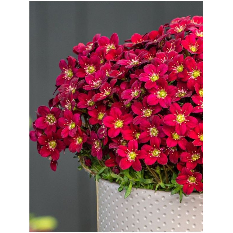 skalnica Arendsa (Saxifraga x arendsii) Ice Colour Red- Świat bylin - sklep internetowy