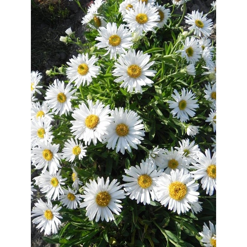aster alpejski (Aster alpinus) White- Świat bylin - sklep internetowy