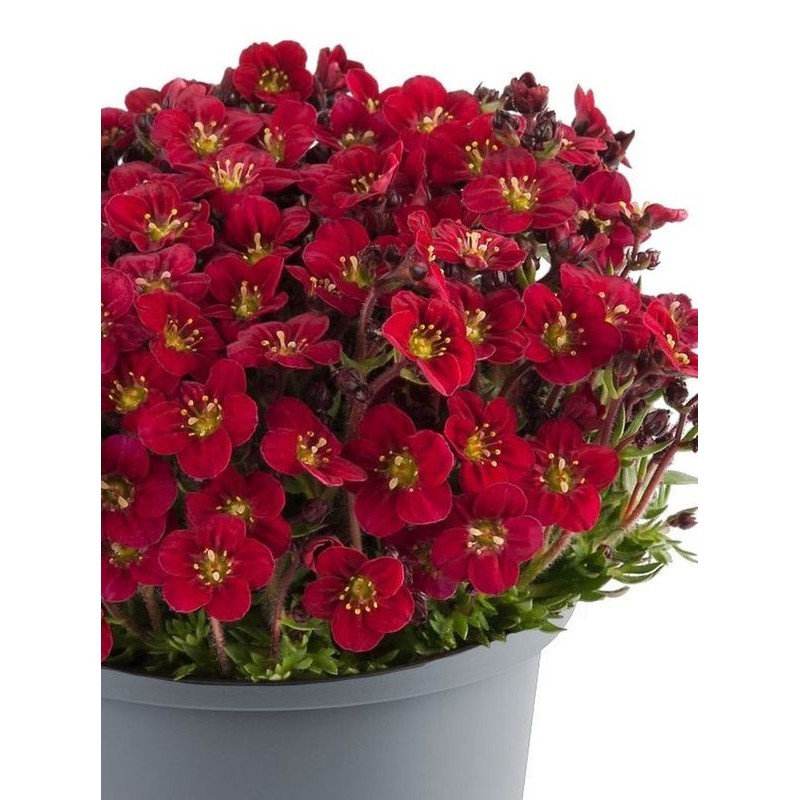 skalnica Arendsa (Saxifraga x arendsii) Marto Red- Świat bylin - sklep internetowy