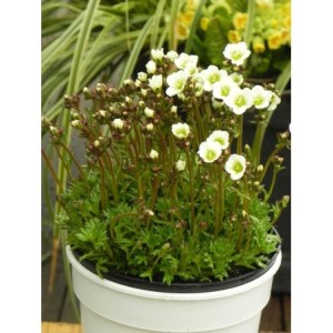 skalnica Arendsa (Saxifraga x arendsii) Marto White Impr.- Świat bylin - sklep internetowy