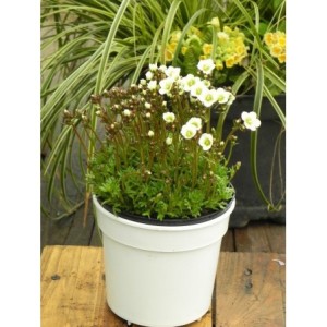 skalnica Arendsa (Saxifraga x arendsii) Marto White Impr.- Świat bylin - sklep internetowy