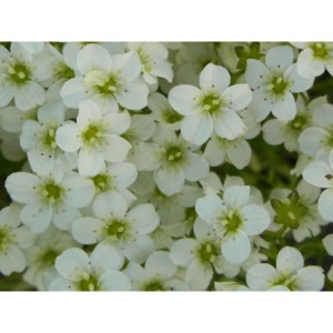 skalnica Arendsa (Saxifraga x arendsii) Marto White Impr.- Świat bylin - sklep internetowy