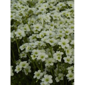 skalnica Arendsa (Saxifraga x arendsii) Marto White Impr.- Świat bylin - sklep internetowy
