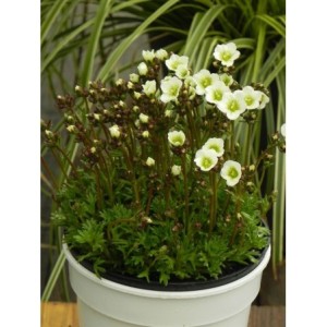 skalnica Arendsa (Saxifraga x arendsii) Marto White Impr.- Świat bylin - sklep internetowy