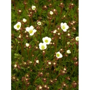 skalnica Arendsa (Saxifraga x arendsii) Marto White Impr.- Świat bylin - sklep internetowy
