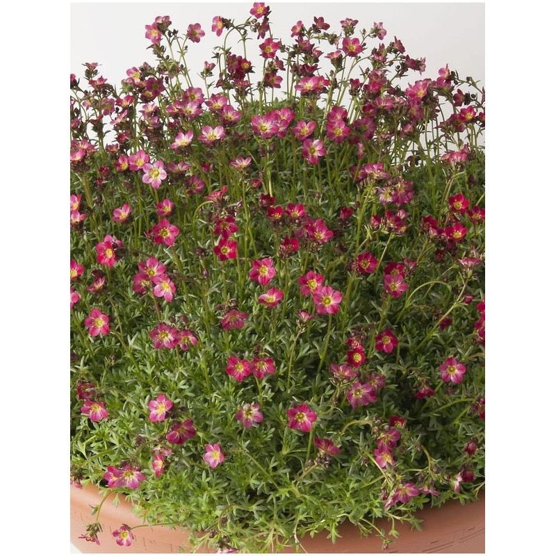 skalnica Arendsa (Saxifraga x arendsii) Peter Pan- Świat bylin - sklep internetowy