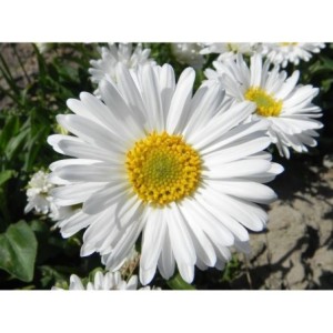 aster alpejski (Aster alpinus) White- Świat bylin - sklep internetowy