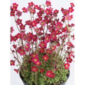 skalnica Arendsa (Saxifraga x arendsii) Saxony Red- Świat bylin - sklep internetowy