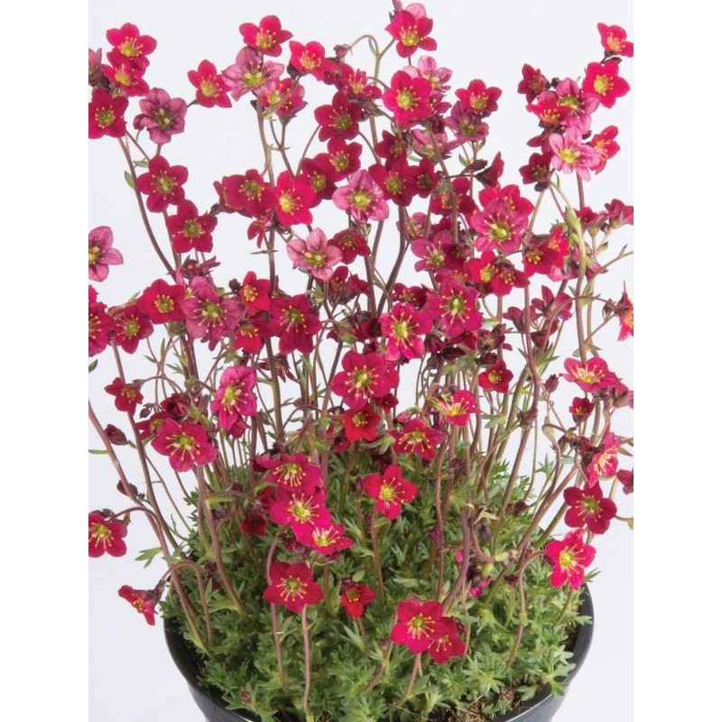 skalnica Arendsa (Saxifraga x arendsii) Saxony Red- Świat bylin - sklep internetowy