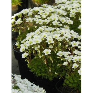 skalnica Arendsa (Saxifraga x arendsii) White Star- Świat bylin - sklep internetowy